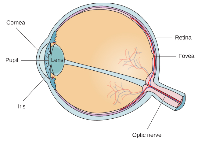 Diferentes partes del ojo están etiquetadas en esta ilustración. La córnea, la pupila, el iris y el cristalino están situados hacia la parte frontal del ojo, y en la parte posterior están el nervio óptico, la fóvea y la retina.