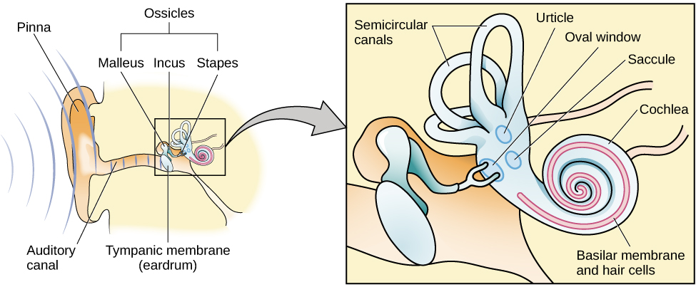 Una ilustración muestra las ondas sonoras que ingresan al “canal auditivo” y viajan al oído interno. Se etiquetan las ubicaciones del “pabellón auricular”, “membrana timpánica (tímpano)”, así como partes del oído interno: los “huesecillos” y sus subpartes, el “malleo”, “incus” y “estribo”. Un llamado lleva a una ilustración de primer plano del oído interno que muestra las ubicaciones de los “canales semicirculares”, “urtícula”, “ventana ovalada”, “sáculo”, “cóclea” y la “membrana basilar y células ciliadas”.