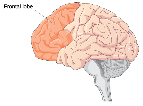 Une illustration d'un cerveau est montrée avec le lobe frontal marqué.