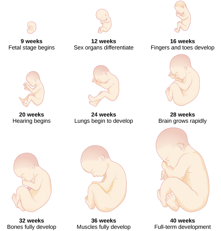 El crecimiento de un feto se muestra utilizando nueve imágenes en diferentes etapas de desarrollo. Para cada etapa, hay una imagen de un feto que se hace progresivamente más grande y más maduro. La primera etapa se etiqueta como “9 semanas; comienza la etapa fetal”. La segunda etapa se etiqueta como “12 semanas; los órganos sexuales se diferencian”. La tercera etapa se etiqueta como “16 semanas; se desarrollan dedos de manos y pies”. La cuarta etapa se etiqueta como “20 semanas; comienza la audición”. La quinta etapa se etiqueta como “24 semanas; los pulmones comienzan a desarrollarse”. La sexta etapa está etiquetada como “28 semanas; el cerebro crece rápidamente”. La séptima etapa se etiqueta como “32 semanas; los huesos se desarrollan completamente”. La octava etapa se etiqueta como “36 semanas; los músculos se desarrollan completamente”. La novena etapa se etiqueta como “40 semanas; desarrollo a término”.