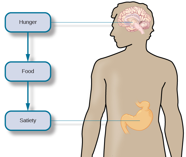 人体上半部分的轮廓包含大脑和胃在相对位置的插图。 一条线从大脑插图中下丘脑的位置向左延伸，经过轮廓，在那里它与一个标有 “饥饿” 的盒子相遇。 朝下的箭头将该盒子连接到标有 “食物” 的盒子上，将标有 “食物” 的盒子连接到标有 “饱腹感” 的盒子上。 一条线从标有 “饱腹感” 的方框向右延伸，与胃的插图相遇。
