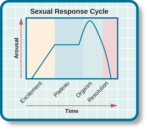 Una gráfica titulada “Ciclo de respuesta sexual” tiene un eje x etiquetado como “tiempo” y un eje y etiquetado como “excitación”. Se representan cuatro fases. En la fase de “excitación” el nivel de excitación aumenta de abajo a mitad de camino en la gráfica. En la fase de “meseta” el nivel de excitación permanece mayormente estable en el punto medio de la gráfica y luego comienza a subir al final de la fase de meseta. En la fase de “orgasmo”, el nivel de excitación aumenta bruscamente, alcanza su punto máximo en la parte superior de la gráfica, y luego desciende hasta el punto medio. En la fase de “resolución” la gráfica cae desde el punto medio hasta el fondo.