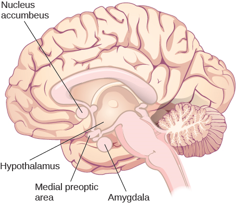 يصف رسم توضيحي للدماغ مواقع «النواة المتكدسة» و «منطقة ما تحت المهاد» و «منطقة ما قبل الجراحة الإنسية» و «اللوزة».