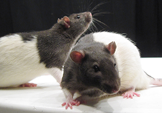 Uma fotografia mostra dois ratos.