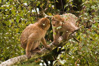 Uma fotografia mostra dois macacos cara a cara.