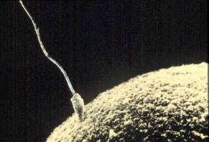foto magnificada de esperma acercándose al óvulo.