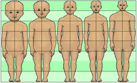 A child's head becomes less prominent as the body lengthens and grows below it.