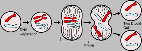 A chart showing how DNA replicates during mitosis