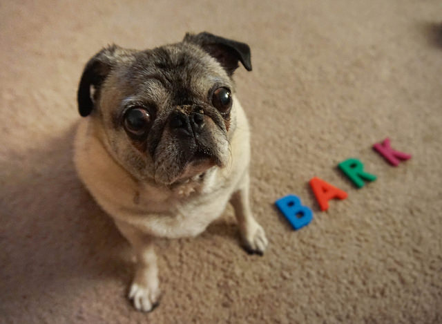 Dog looking at camera with letters on carpet next to it spelling BARK.