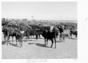 Starving cattle are shown