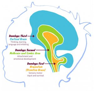 Diagram of head showing brain development in child. Brainstem develops first, then limbic brian followed by critical brain