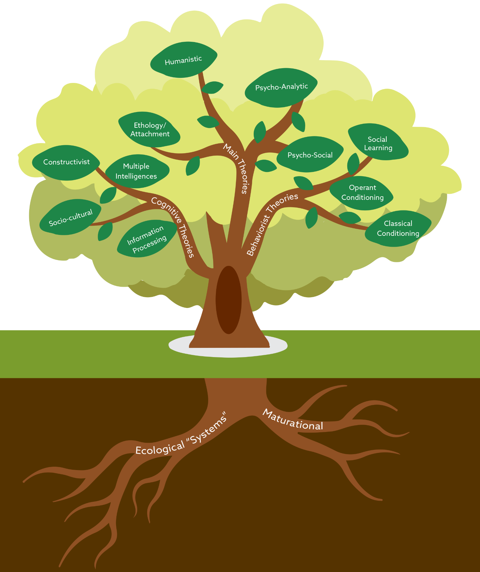 A tree that illustrates all the theories mentioned in the table below, the two roots f the tree are labeled Ecological systems and Maturational. The three branches of the tree are labeled: Main theories, cognitive theories, and behaviorist theories. There are several leaves on each branch referring to the specific theories withi9n each field. On the cognitive branch the leaves read: Socio cultural, Information processing, Constructivist, and multiple intelligences. The leaves on the main theories branch read: Ethology/Attachment, Humanistic, Psycho-Analytical, and Psycho-Social. The leaves on the Behaviorist branch read: Social learning, Operant conditioning, and classical conditioning. 