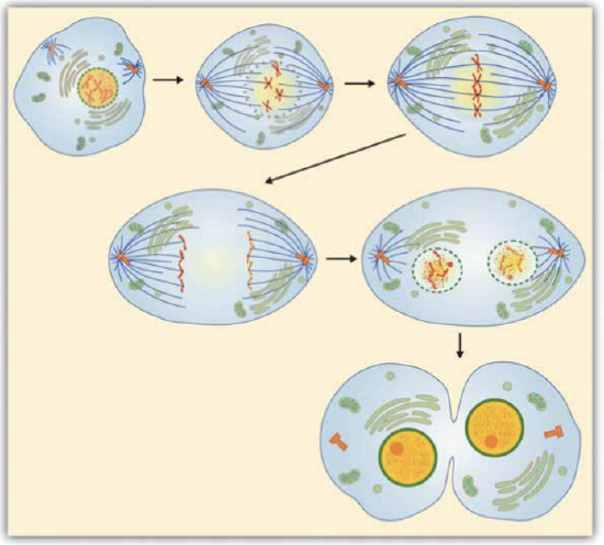 An image showing in detail the multiple steps in cell reproduction without labels