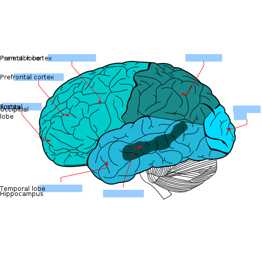 512px-Lobes_of_the_brain.svg.png