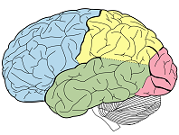 2: Biological Basis of Cognition