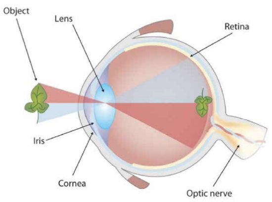 Drawing of the structure of the eye, with important parts labelled, showing how an image is focused on the retina