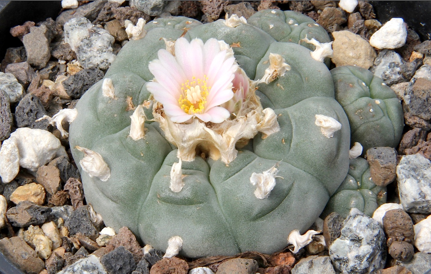 cactus peyote con flor