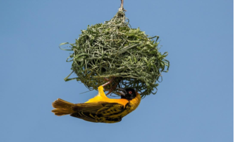 Image of Black-headed Weaver male nest building by Charles Sharp