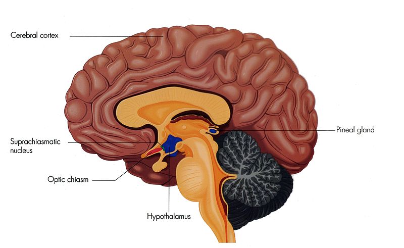 sección sagital del cerebro con áreas que incluyen el hipotálamo marcadas en el centro