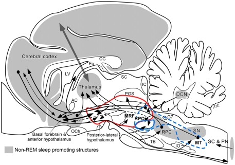 parasagittal diagram of a cat's brain with NREM structures shaded and connections shown with arrows.