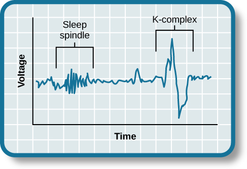 stage 2 spindles and k-complex as time increases on x-axis, by voltage on y-axis