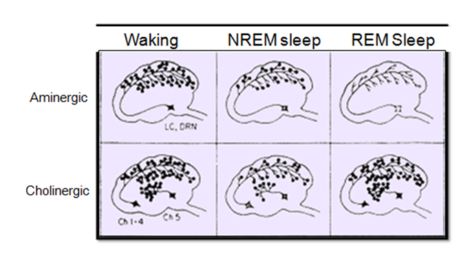 six cells comparing aminergic and cholinergic areas activated differently during waking, NREM and REM sleep periods.