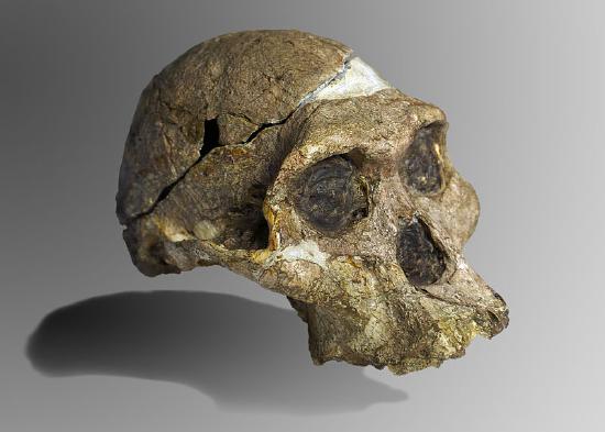 Photo of skull of Australopithecus africanus pieced together from large fragments to near completion but missing lower jaw. 