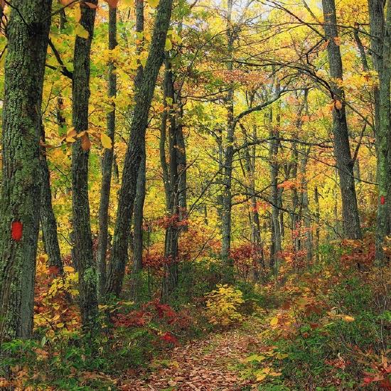 Photo of a leaf covered path in a thick forest with many trees all showing their green, red, and yellow leaves of Fall.