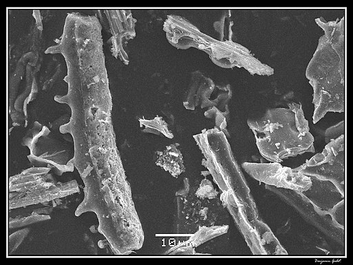 Phytolithes_observés_au_Microscope_Electronique_à_Balayage_03.jpg