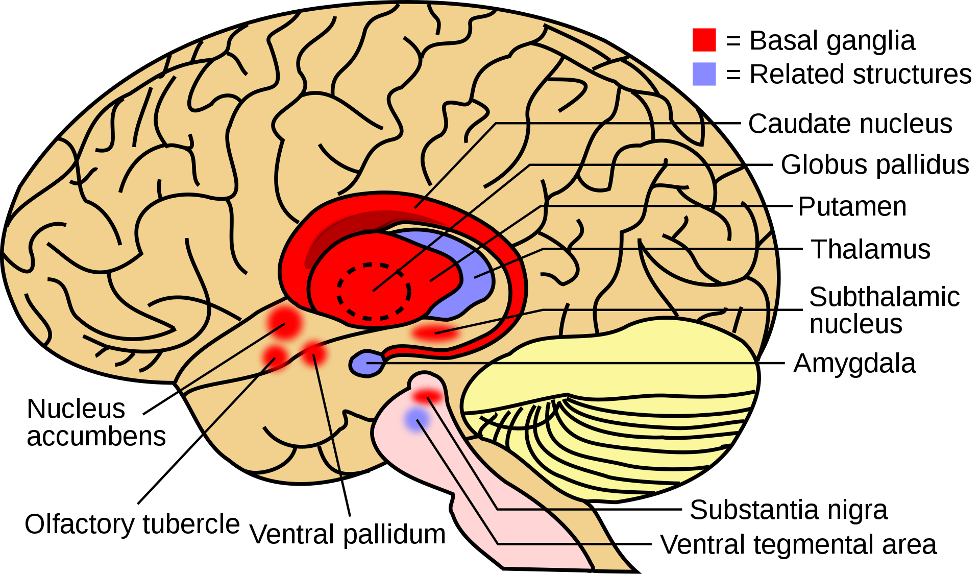 Basal Ganglia and associated structures