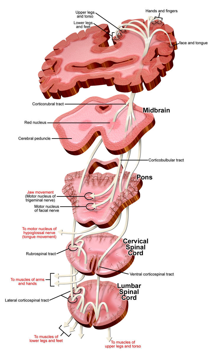 Vías motoras descendentes de corteza motora primaria a médula espinal