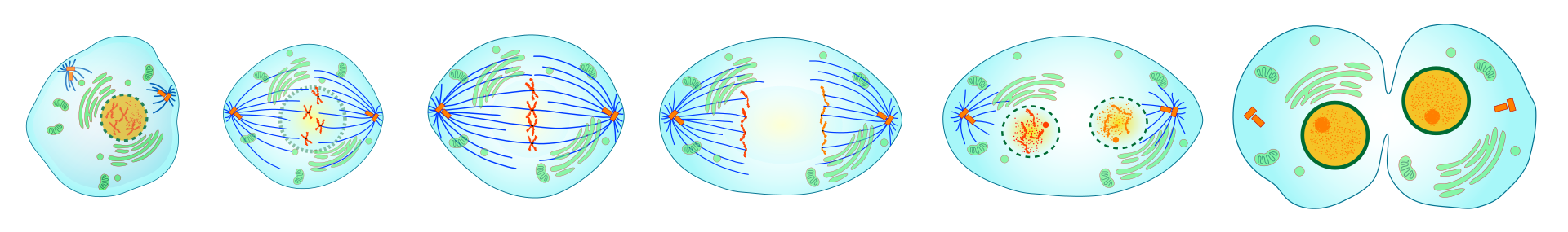 1920px-Mitosis_cells_sequence.svg.png