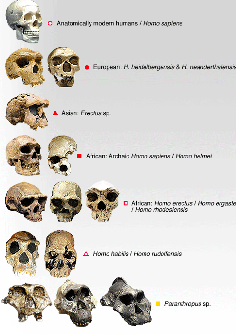 5: Human Origins