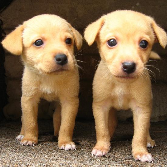 Photo of a pair of cute, gold colored, very young, standing puppies essentially identical in size, color, and facial appearance.