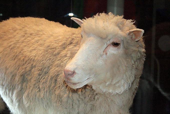 Foto de una oveja sana en pie con lana de color claro, acortada, mirando hacia adelante con la cabeza ligeramente girada hacia la izquierda.