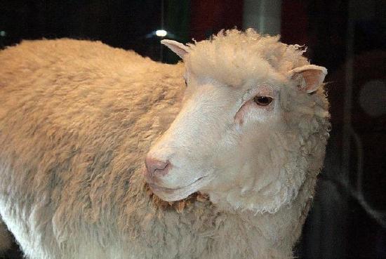 Photo of a healthy standing sheep with light colored wool, sheered short, facing forward with head turned slightly to the left.