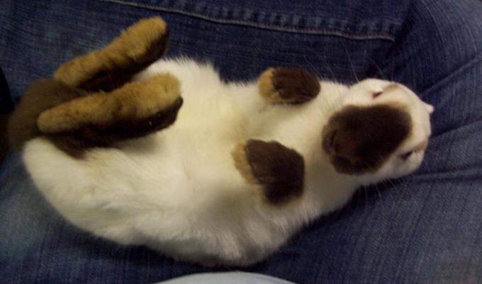 Foto de conejo descansando sobre su espalda mostrando todo el pelaje corporal blanco, con pelaje marrón en su cuota trasera, patas delanteras y hocico.