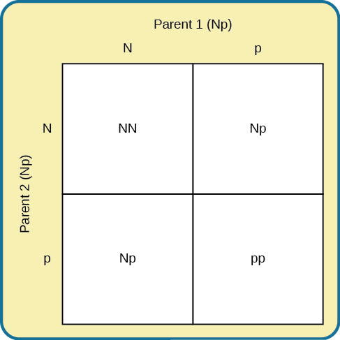 A drawing of a Punnett's Square showing genotypes for the genetic disorder, PKU.  See text.