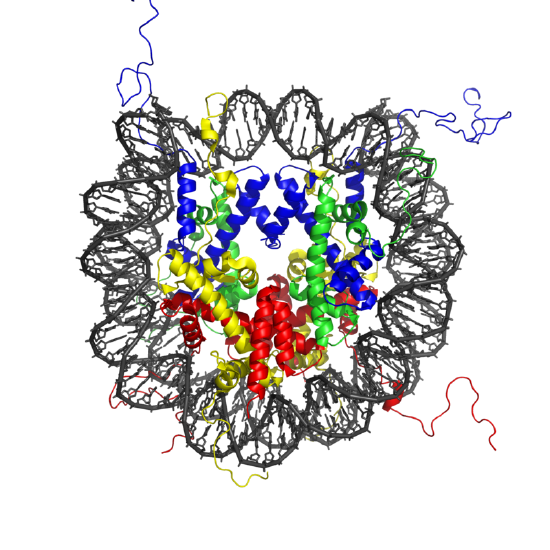 Artist's rendering of histones shows colored twisting ribbon-like structures surrounded by a circle of double-helix chains.
