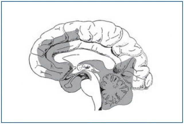 sagittal brain - frontal and cerebellar areas shaded