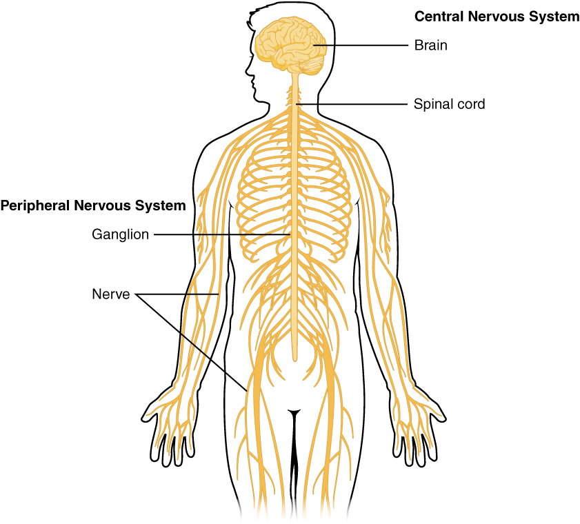 Dibujo del sistema nervioso: Cerebro, médula espinal, ganglios y nervios
