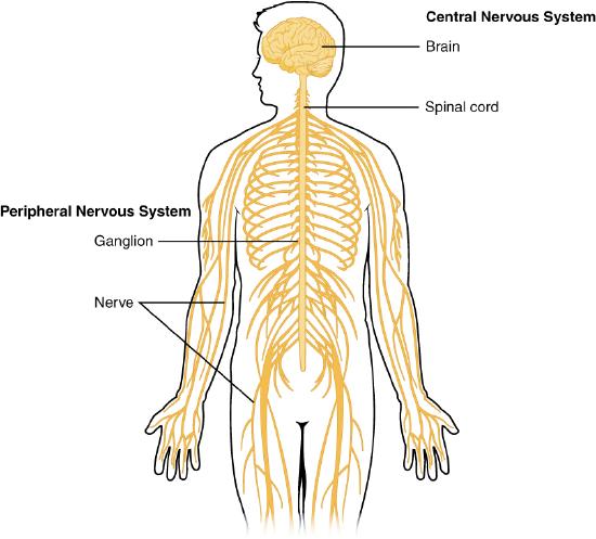 Drawing of nervous system: Brain, spinal cord, ganglia and nerves