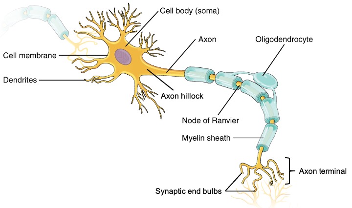Drawing with the parts of a neuron labeled (All labeled parts are listed in the caption and described in the text)