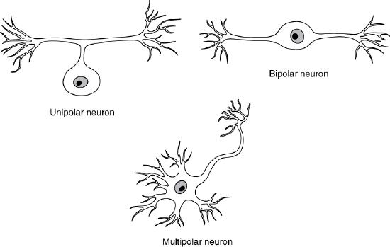 Dibujos de tres tipos de neuronas con diferentes números de procesos que emergen del soma: uno, dos y múltiples