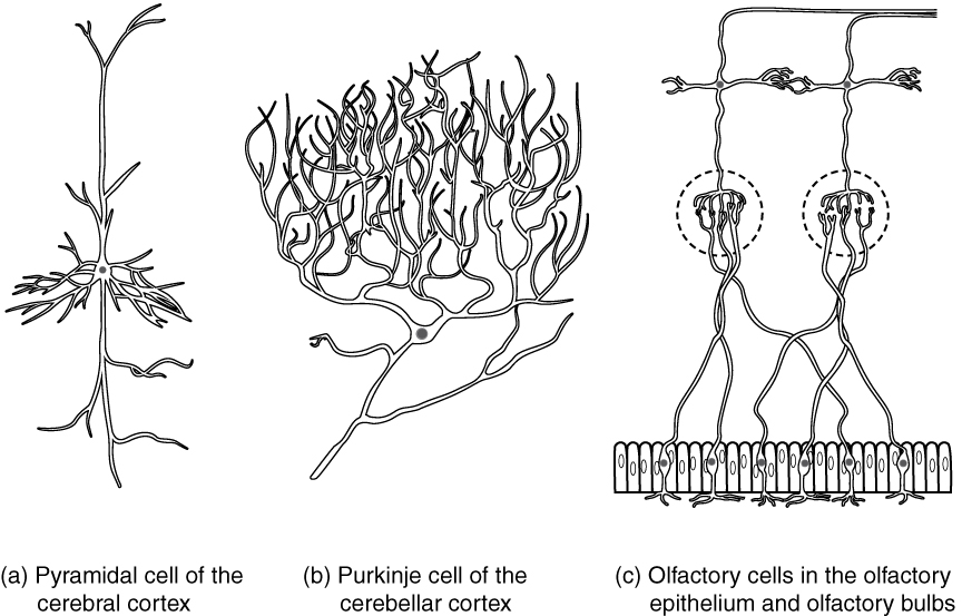 Drawings of a pyramidal cell, a Purkinje cell, and olfactory cells in olfactory epithelium