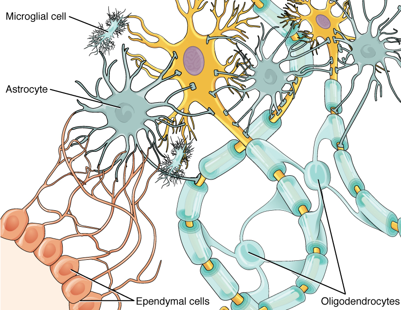 Diagrama con astrocitos, oligodendrocitos, microglía y células ependimales, que soportan dos neuronas multipolares en el SNC
