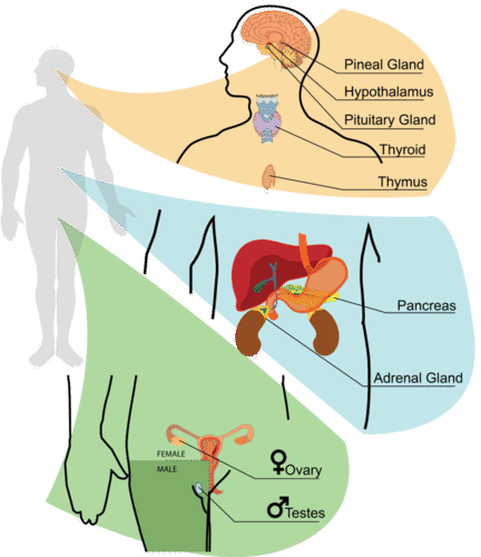 Un dibujo que muestra la ubicación de nueve glándulas endocrinas principales; Glándulas también se enumeran en el texto