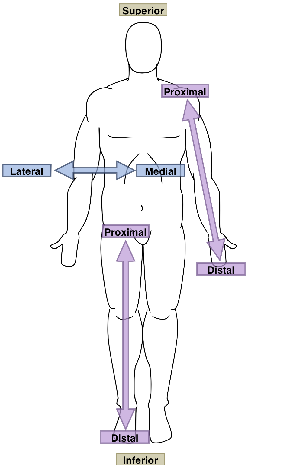 Dibujo de un contorno humano frente al espectador y mostrando pares de términos anatómicos; todos los términos están listados en el texto