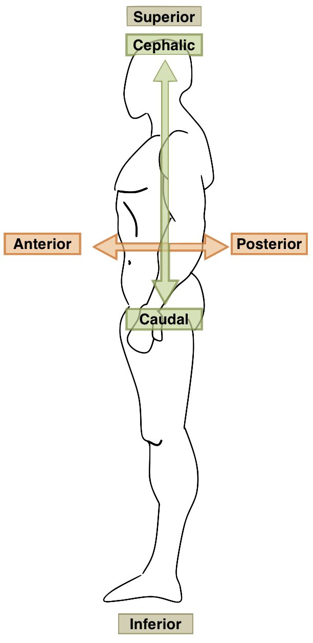 Dibujo de un contorno humano en perfil mostrando pares de términos anatómicos; todos los términos están listados en el texto