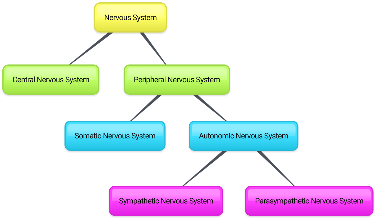 Un diagrama conceptual de las divisiones del sistema nervioso; todas las divisiones están listadas en el pie de foto